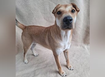 ❤️❤️❤️ kleine Schmuseprinzessin SURI - 3 Jahre, 42cm/9kg - Mix mit Shar Pei