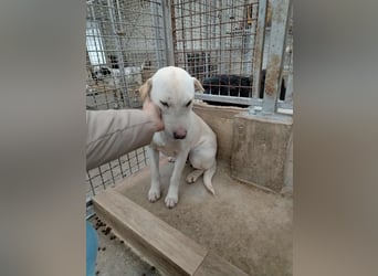 Oliva ruhige Labrador Shar Pei Mischling Hündin sucht Zuhause oder Pflegestelle