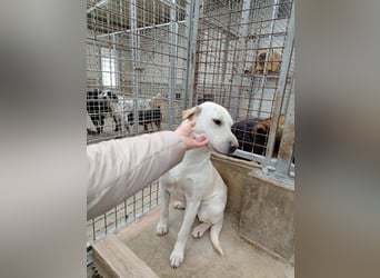 Oliva ruhige Labrador Shar Pei Mischling Hündin sucht Zuhause oder Pflegestelle