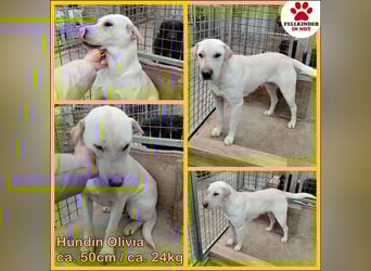 Oliva ruhige Labrador Shar Pei Mischling Hündin sucht Zuhause oder Pflegestelle