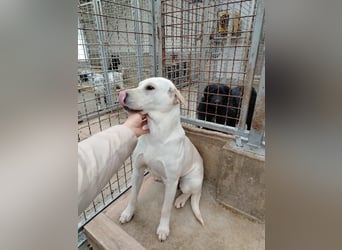 Oliva ruhige Labrador Shar Pei Mischling Hündin sucht Zuhause oder Pflegestelle