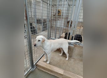 Oliva ruhige Labrador Shar Pei Mischling Hündin sucht Zuhause oder Pflegestelle