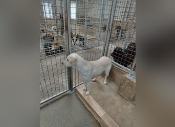 Oliva ruhige Labrador Shar Pei Mischling Hündin sucht Zuhause oder Pflegestelle