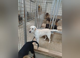 Oliva ruhige Labrador Shar Pei Mischling Hündin sucht Zuhause oder Pflegestelle