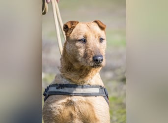 BARACK (SI) – freundliche Shar-Pei-Mix-Hündin mit traumhaftem Charakter