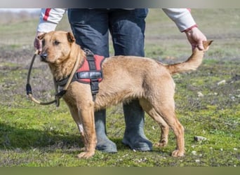 BARACK (SI) – freundliche Shar-Pei-Mix-Hündin mit traumhaftem Charakter