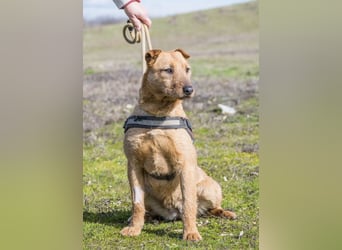BARACK (SI) – freundliche Shar-Pei-Mix-Hündin mit traumhaftem Charakter