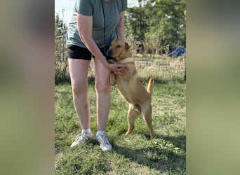 Cain, geboren 2018, 44cm sucht ein liebevolles Zuhause