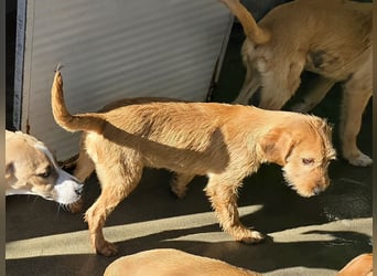 Giovanni: verspielter Lausbub