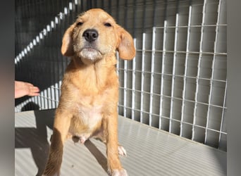 Giovanni: verspielter Lausbub