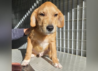 Giovanni: verspielter Lausbub