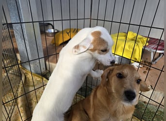 Giovanni: verspielter Lausbub