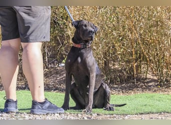 Wunderschöne Jooma - seit August im Tierheim in Portugal – 2026 soll sich alles ändern…