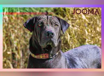 Super LIEB und Wunderschön ❤️ Jooma - sucht ein Körbchen in Deutschland