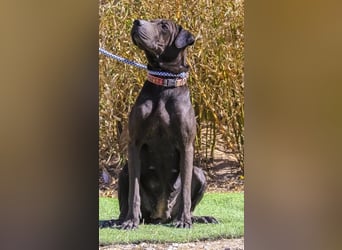 Wunderschöne Jooma - seit August im Tierheim in Portugal – 2026 soll sich alles ändern…