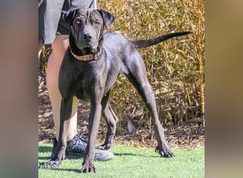 Wunderschöne Jooma - seit August im Tierheim in Portugal – 2026 soll sich alles ändern…