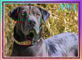 ❤️ JOOMA ~ unkompliziert und super lieb