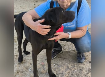 Super LIEB und Wunderschön ❤️ Jooma - sucht ein Körbchen in Deutschland