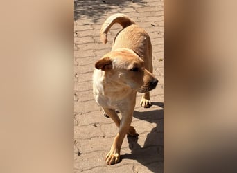Missi aktive offene Shar Pei Mischlingshündin