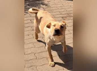 Missi aktive offene Shar Pei Mischlingshündin