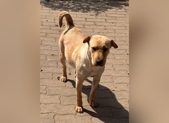 Missi aktive offene Shar Pei Mischlingshündin