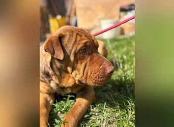 Bazsi, freundlicher Shar Pei Mischling geb. 2023