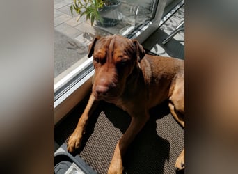 Bazsi, freundlicher Shar Pei Mischling geb. 05/2023
