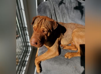 Bazsi, freundlicher Shar Pei Mischling geb. 05/2023