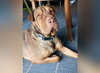 Bazsi, freundlicher Shar Pei Mischling geb. 05/2023