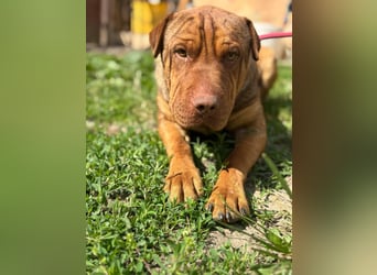 Bazsi, freundlicher Shar Pei Mischling geb. 2023