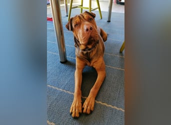 Bazsi, freundlicher Shar Pei Mischling geb. 05/2023