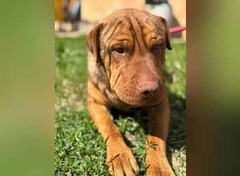 Bazsi, freundlicher Shar Pei Mischling geb. 2023