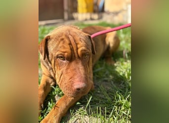 Bazsi, freundlicher Shar Pei Mischling geb. 2023