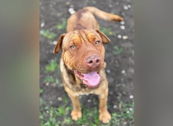 Bazsi, freundlicher Shar Pei Mischling geb. 2023