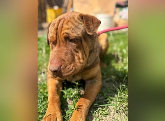 Bazsi, freundlicher Shar Pei Mischling geb. 2023