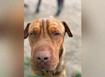 Bazsi, freundlicher Shar Pei Mischling geb. 2023