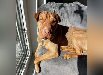 Bazsi, freundlicher Shar Pei Mischling geb. 05/2023