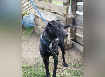 Szurok VA - katzenverträglich, verspielt