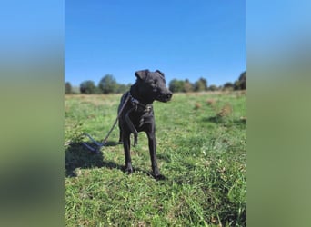 Szurok VA - katzenverträglich, verspielt