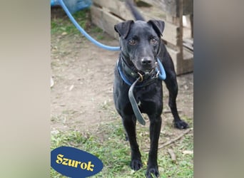 Szurok VA - katzenverträglich, verspielt