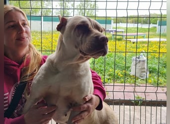 ♥KEIKO♥ unglaublich verschmuste, liebevolle Hündin 49 cm