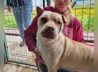 ♥KEIKO♥ unglaublich verschmuste, liebevolle Hündin 49 cm