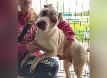 ♥KEIKO♥ unglaublich verschmuste, liebevolle Hündin 49 cm