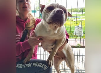 ♥KEIKO♥ unglaublich verschmuste, liebevolle Hündin 49 cm