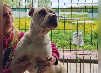 ♥KEIKO♥ unglaublich verschmuste, liebevolle Hündin 49 cm