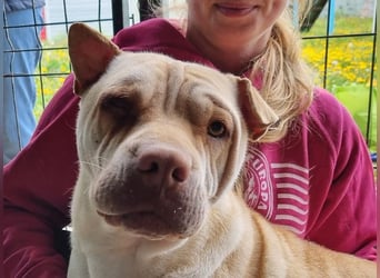 ♥KEIKO♥ unglaublich verschmuste, liebevolle Hündin 49 cm