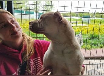 ♥KEIKO♥ unglaublich verschmuste, liebevolle Hündin 49 cm