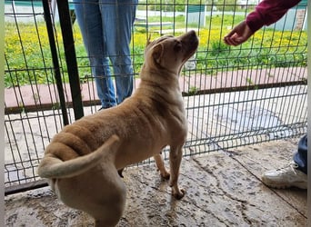 ♥KEIKO♥ unglaublich verschmuste, liebevolle Hündin 49 cm