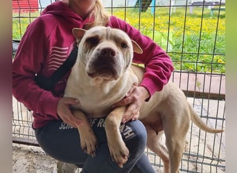 ♥KEIKO♥ unglaublich verschmuste, liebevolle Hündin 49 cm