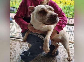 ♥KEIKO♥ unglaublich verschmuste, liebevolle Hündin 49 cm